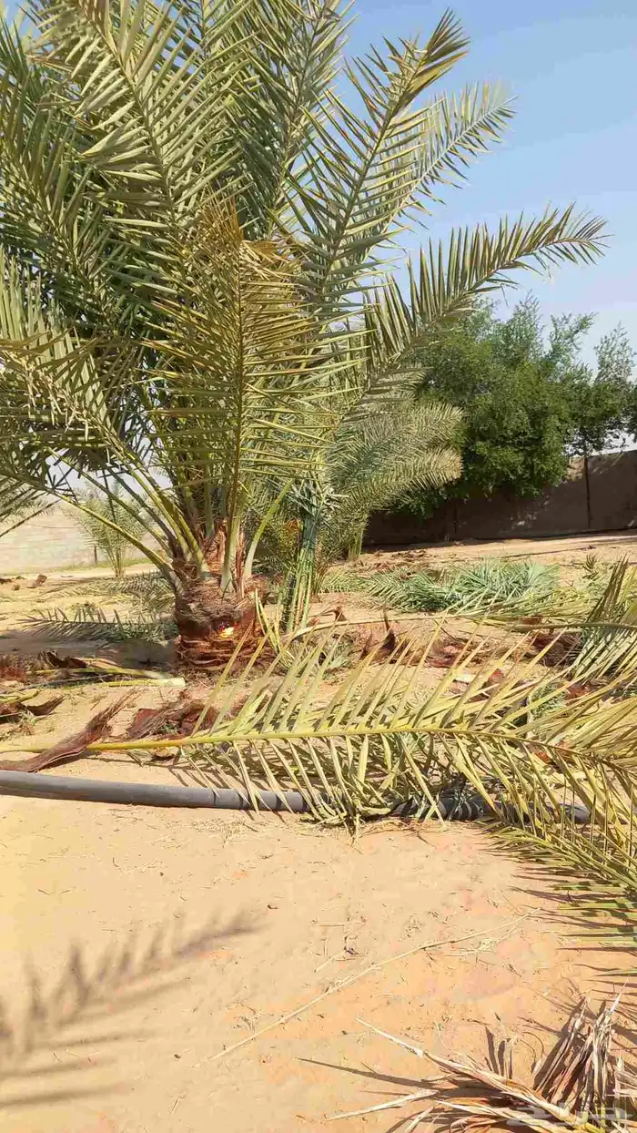 تنضيف وتكريب انخيل 0