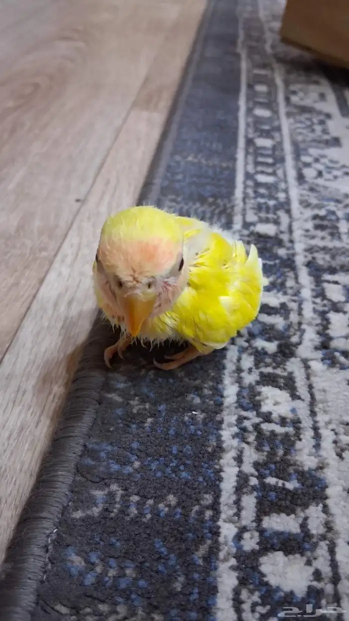 فرخ روز لاتينو 3