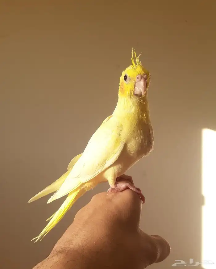 طير كروان هدد داخلي بداية فطام 3