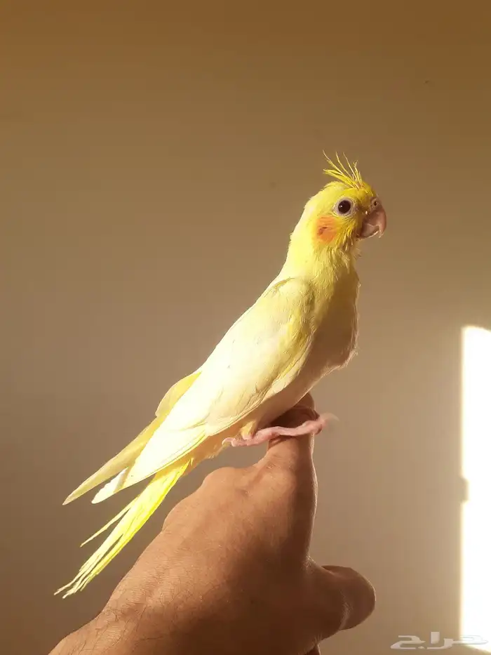 طير كروان هدد داخلي بداية فطام 0