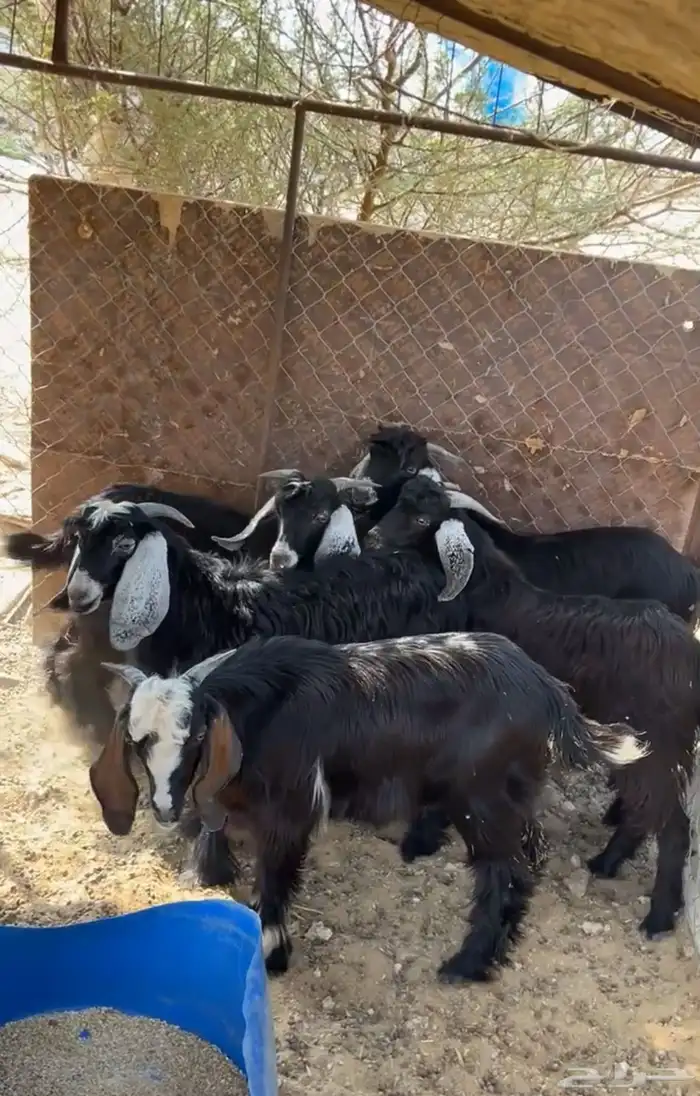 تم  الببييع 0