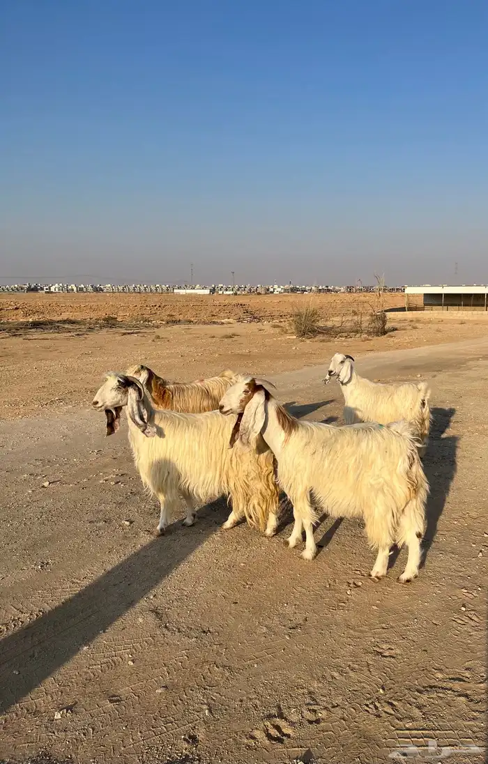 معزا بيض مشاريك مصريه جروم فاخره طيبه دفيع مضاريع سونار 0