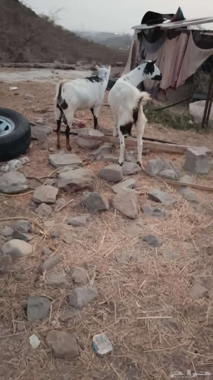 ماعز دفيع العدد 2مد وجرم الموقع العيدابي 4