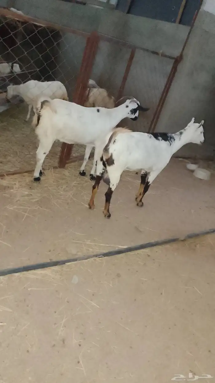 ماعز دفيع العدد 2مد وجرم الموقع العيدابي 1