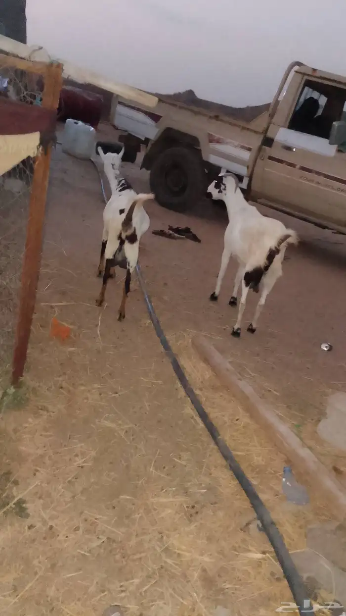 ماعز دفيع العدد 2مد وجرم الموقع العيدابي 2