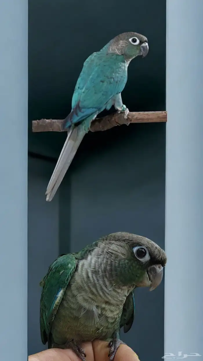 ببغاء كنيور بلوشيك تركواز 1