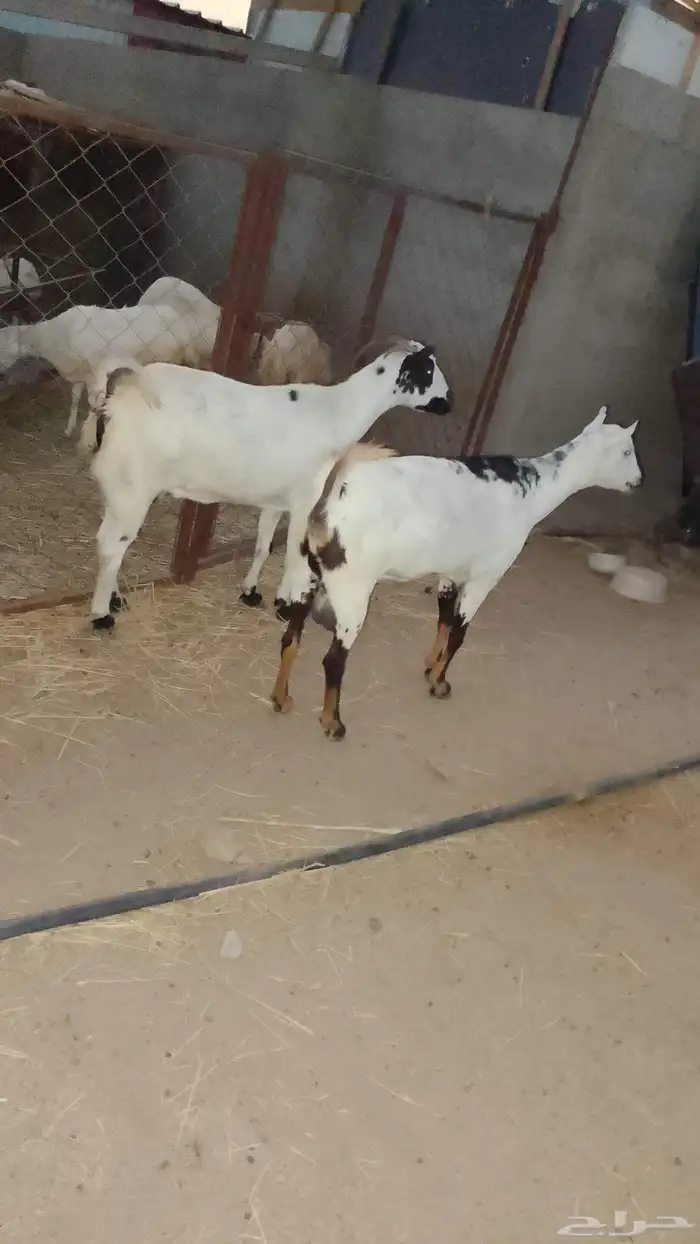 ماعز دفيع العدد 2مد وجرم الموقع العيدابي 0