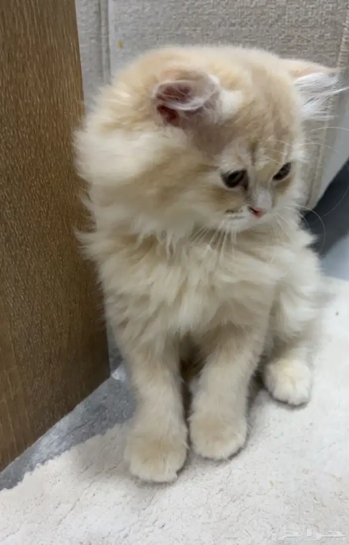 قط من أب سكوتش بريتيش الام شيرازية 2