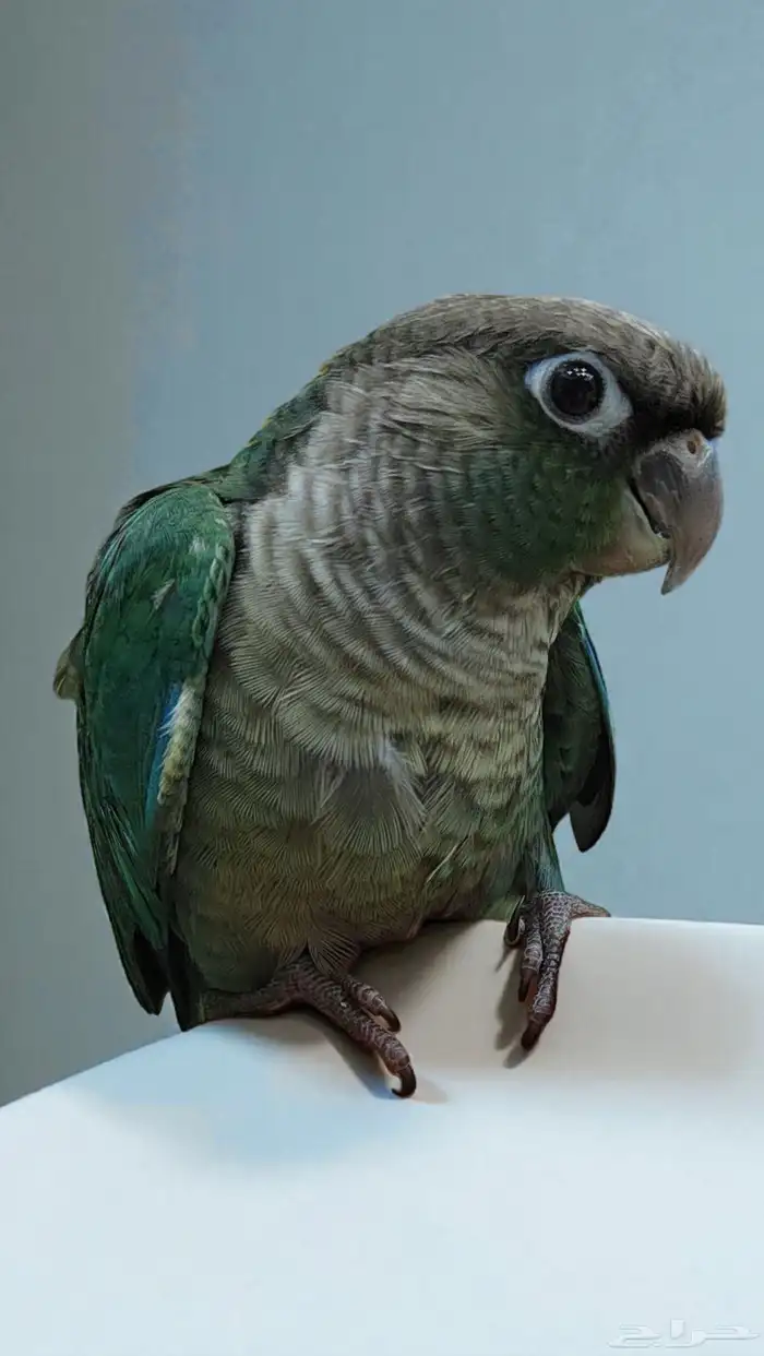 ببغاء كنيور بلوشيك تركواز 0