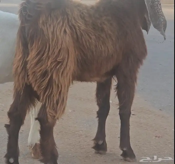 الفحل القادم تيس عارضي جذع اجم احمر نادر 4