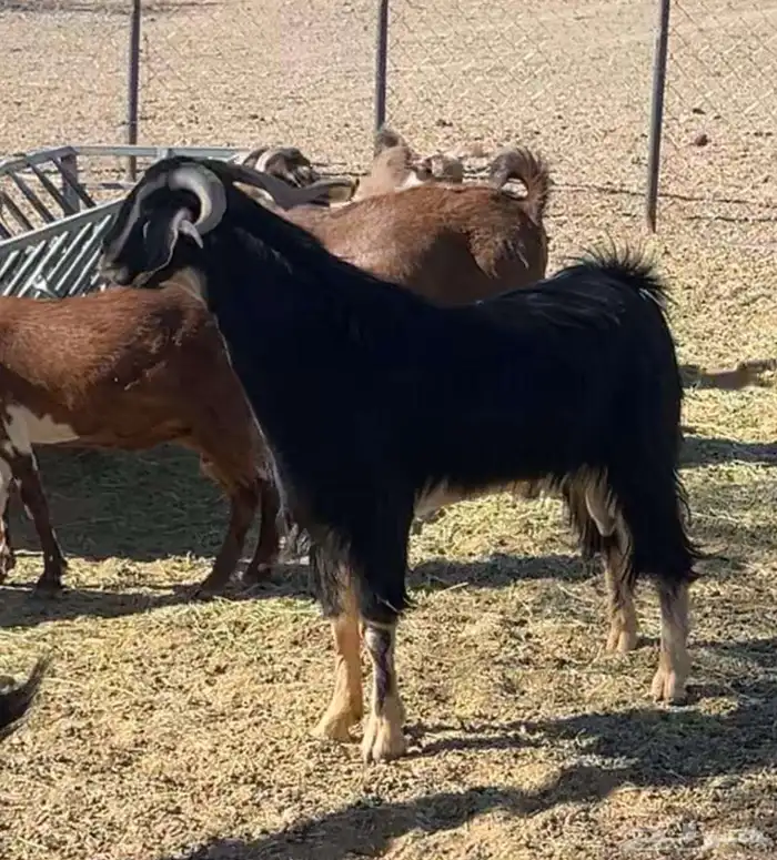 تيس احو سلاله نادره 0