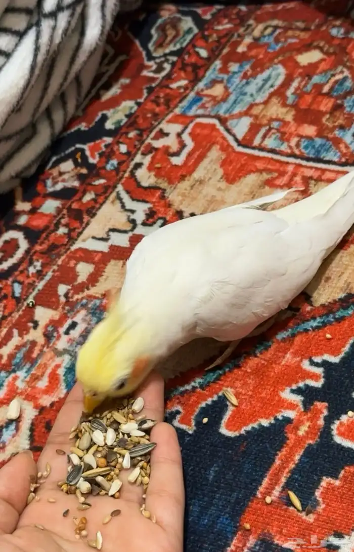 كروان لاتينو للبيع 3