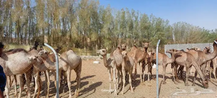 لبيع حواشي حوار 0