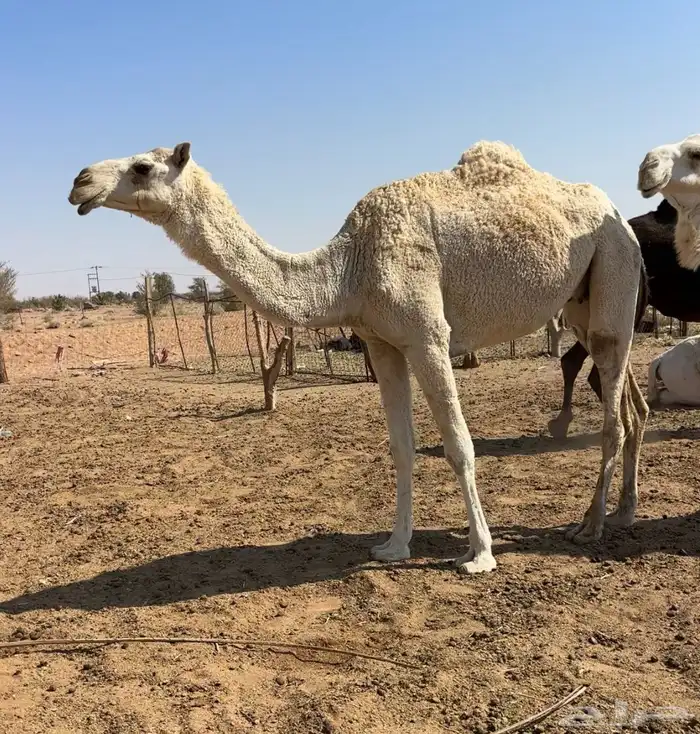 ضروبه طيبه 0