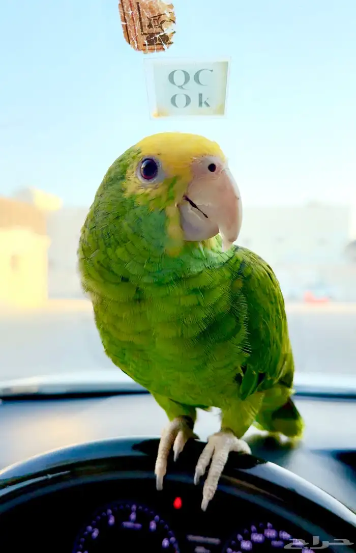 دبل يلو هيد ماقنا 0