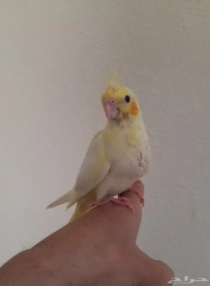 طير كروان هدد داخلي بداية فطام 1