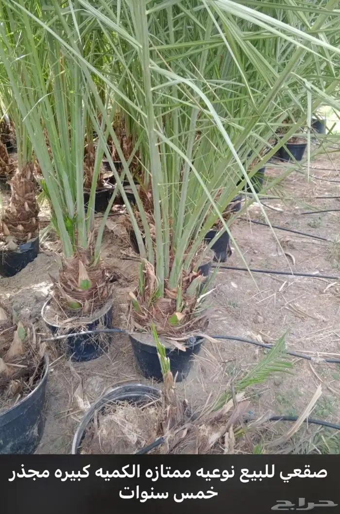 يوجدلديناجميع انواع انخل العربي والواشنطن ازينه للبيع 11