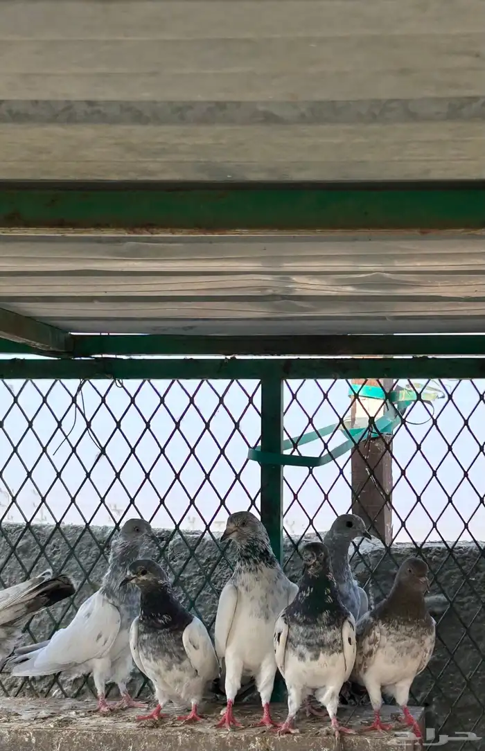 حمام باكستاني ( طيار) 7