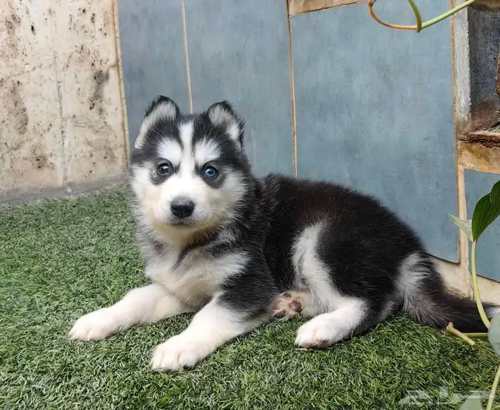 كلاب هاسكي جراوي 7