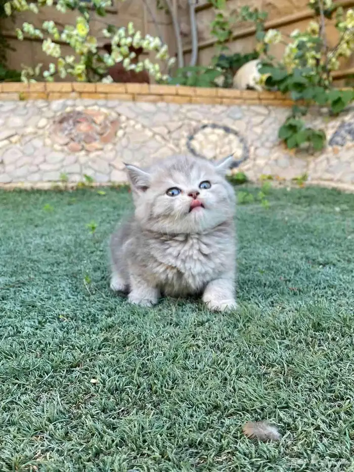 كيتن سكوتش فولد مطعمين مدربين للبيع ولايوجد تبني 0