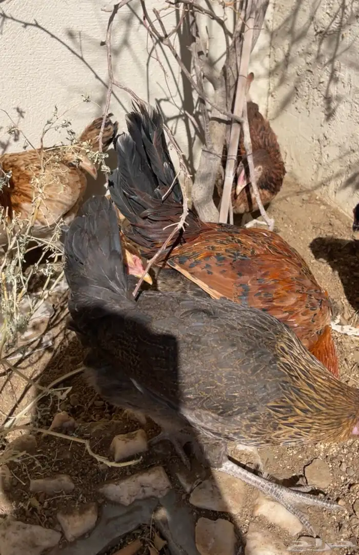 دجاج بلدي 15 ريال جمله 2