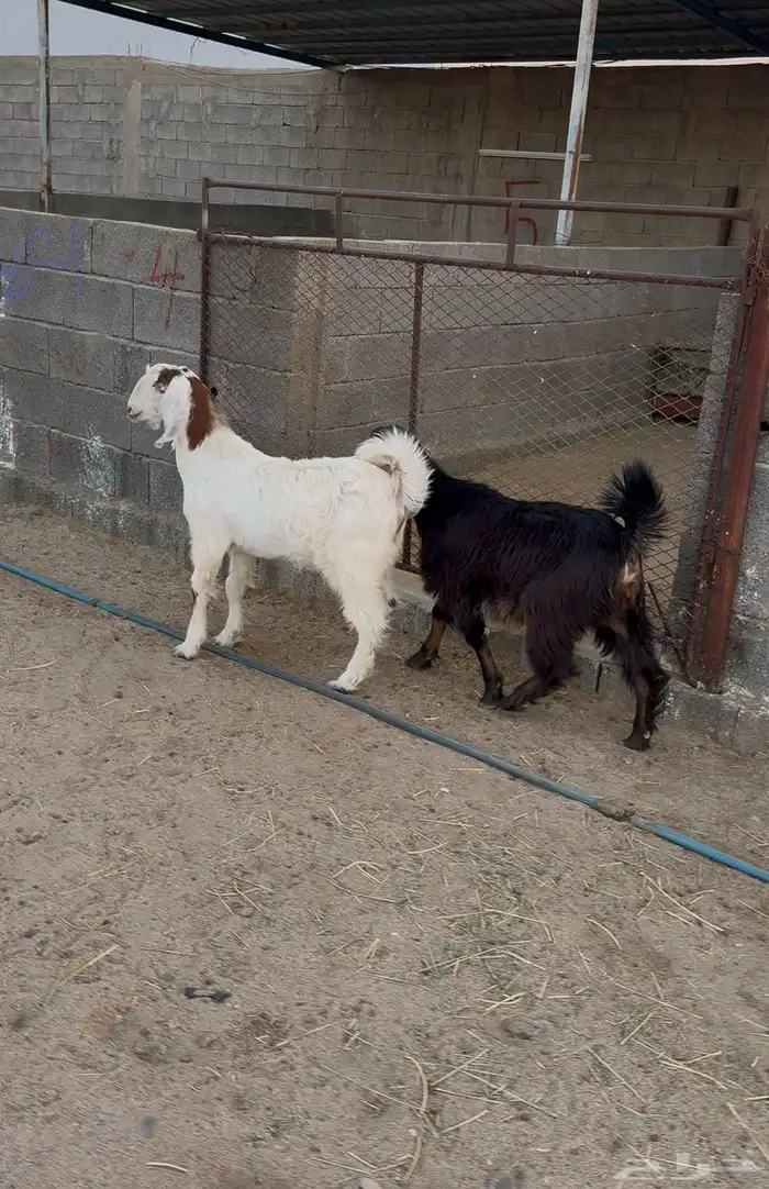 تيس وجمد للبيع 2