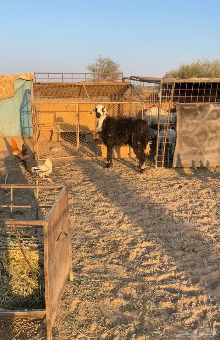 رخل ثنيه جبره 3