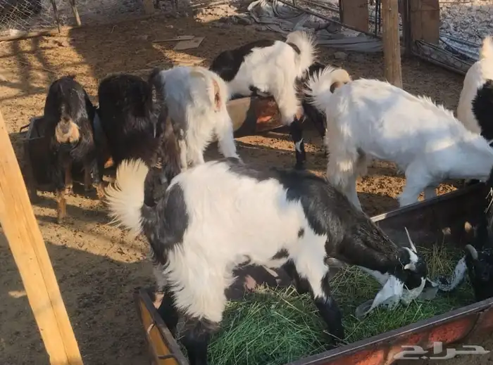 جفار وتيوس للبيع 1