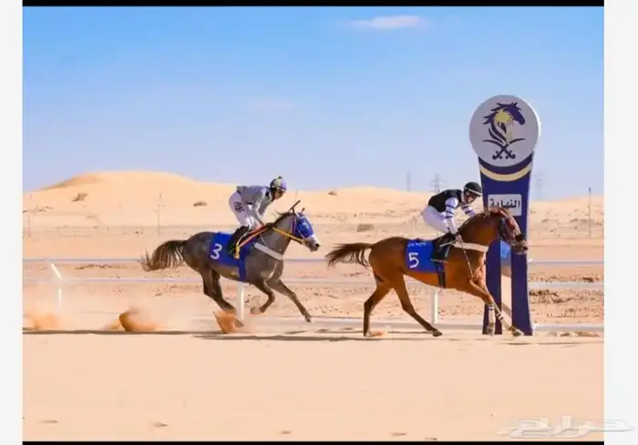 حصان واهو فرنسي سبوق 2