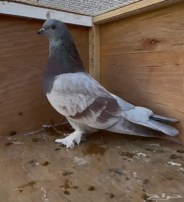 للبيع ذكر حمام تركي 0