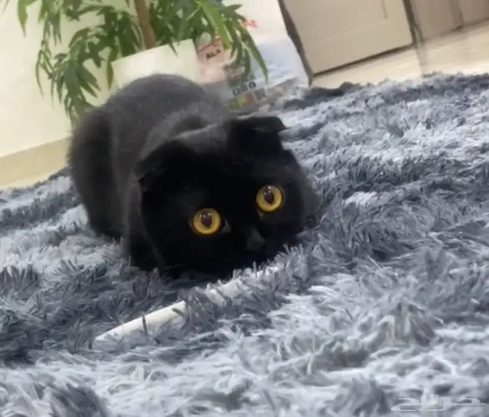 قطه سكوتش للتزاوج انثى مافيها امراض نبي ذكر مافيه امراض 0