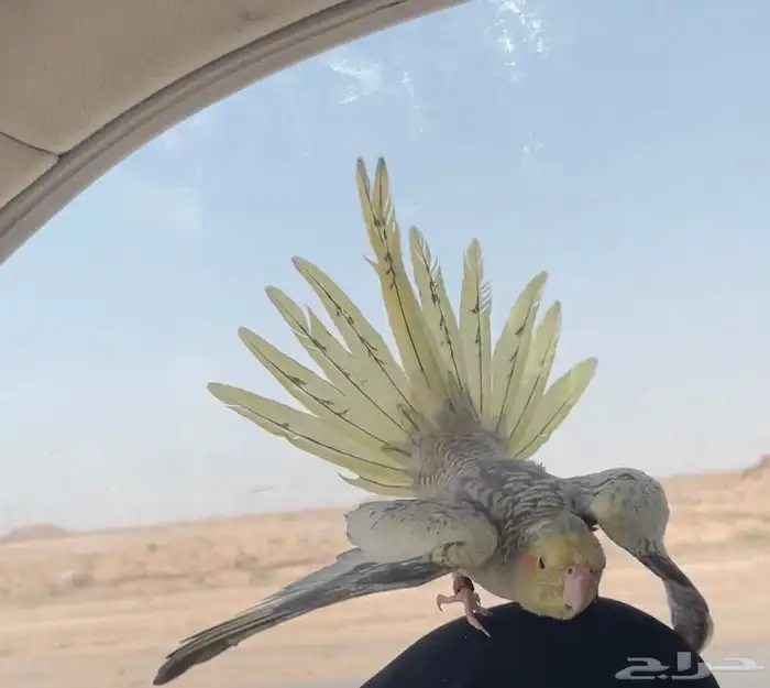 كروان اليف هدد خارجي 2