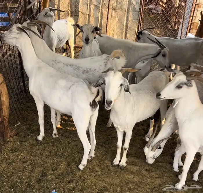 ماعز البيع الشواق 4