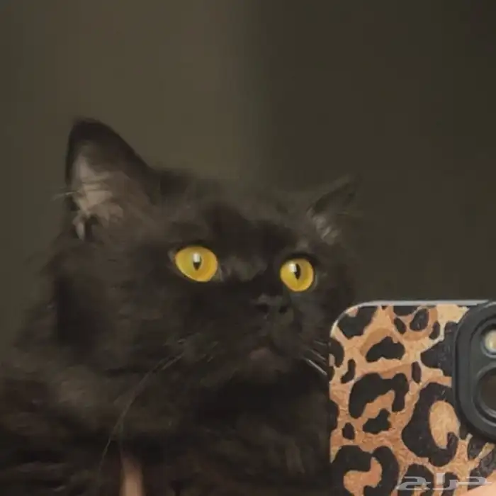 للبيع قط شيرازي 0