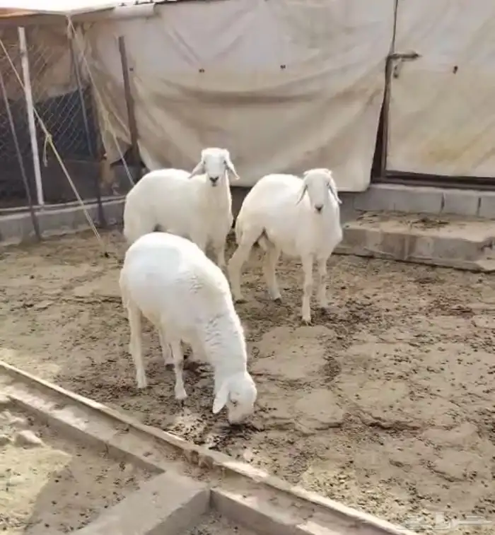 شعف شهران تمنيه 0