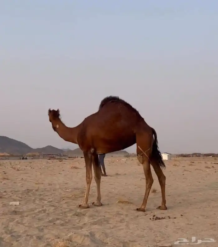 بكره ساحليه كفوو 1