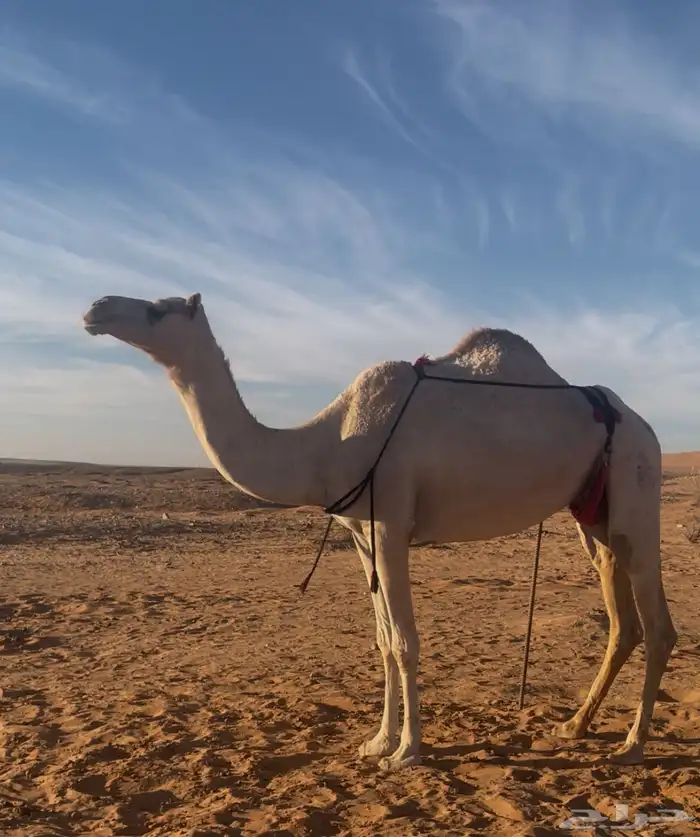 عشرا شقحا للبيع تحتها قعود 1