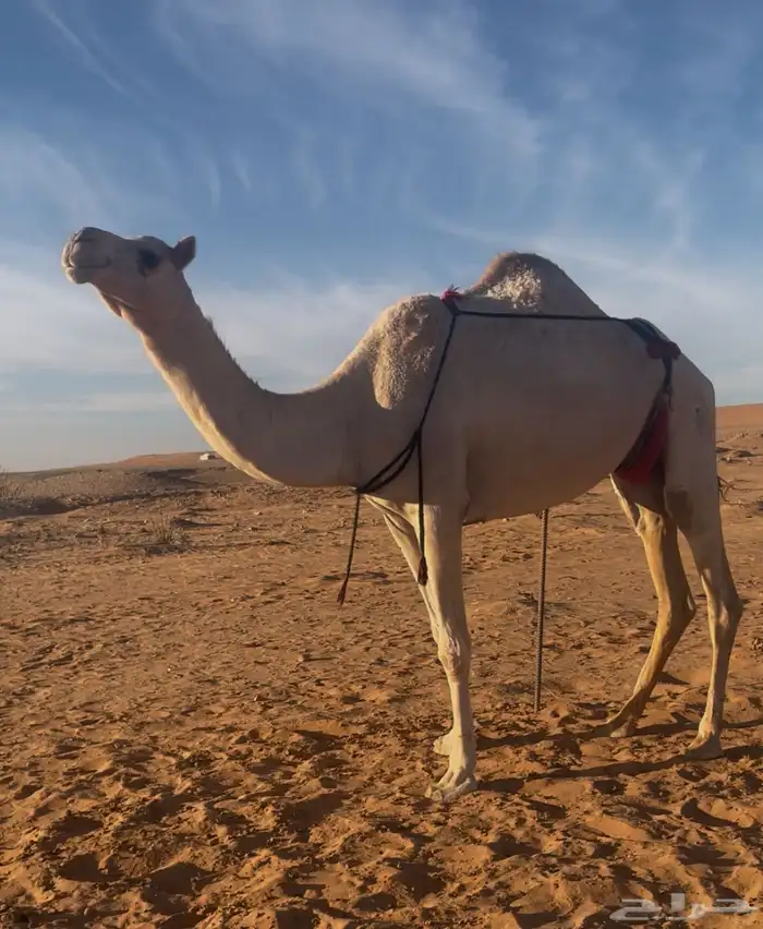عشرا شقحا للبيع تحتها قعود 0