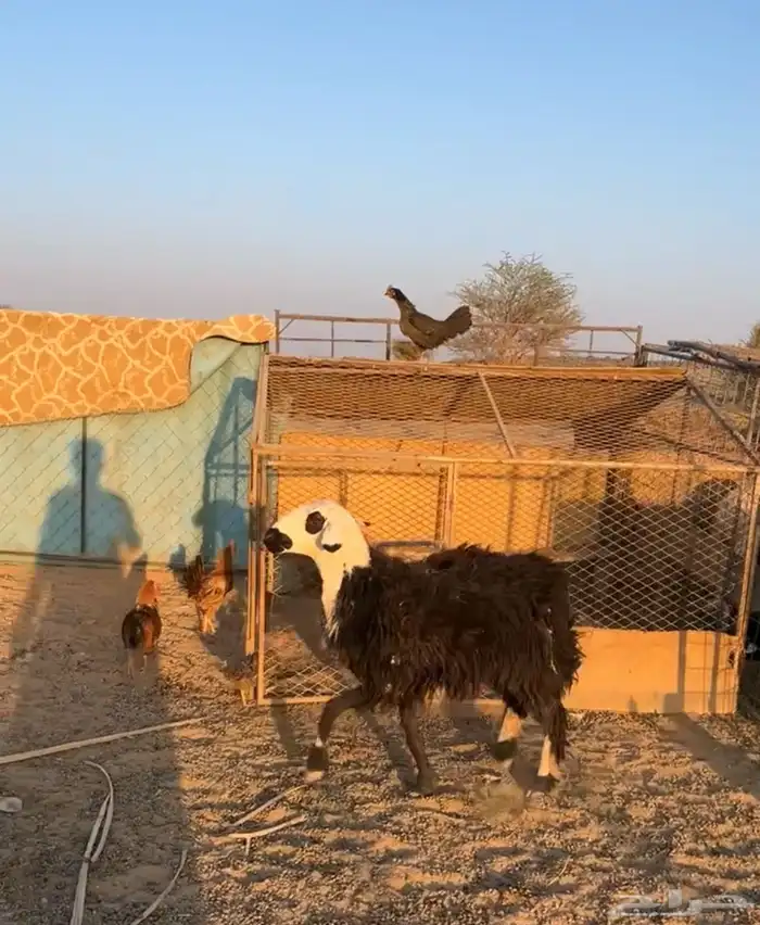 رخل ثنيه جبره 2