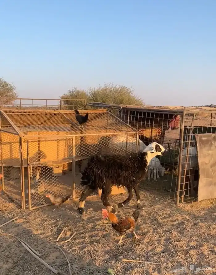 رخل ثنيه جبره 1