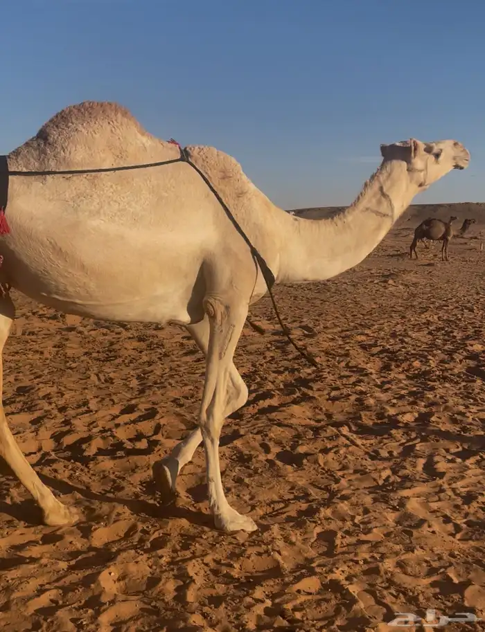 عشرا شقحا للبيع تحتها قعود 2