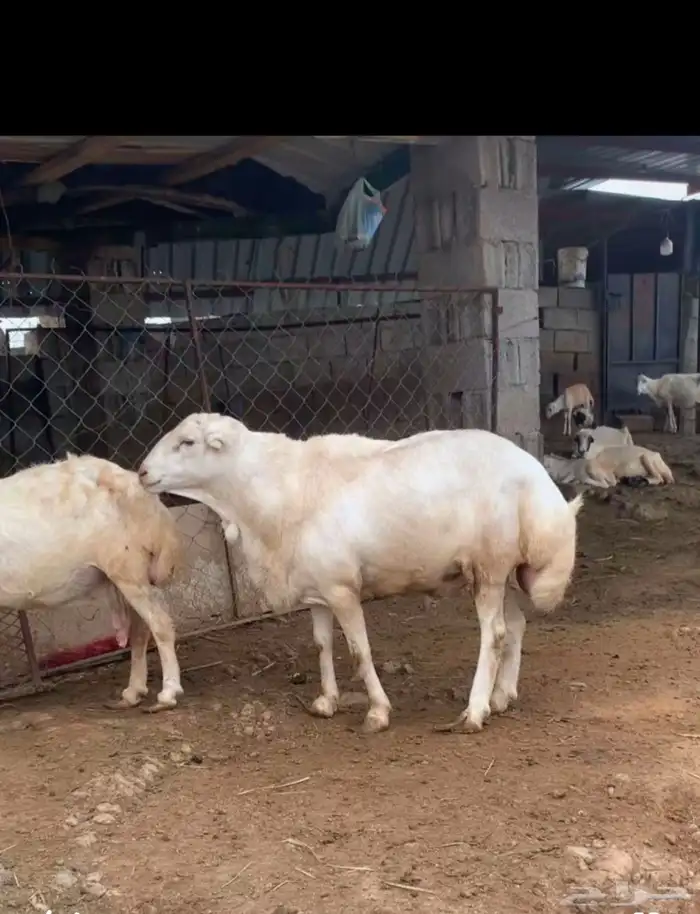 فحل رباع مشروط 0