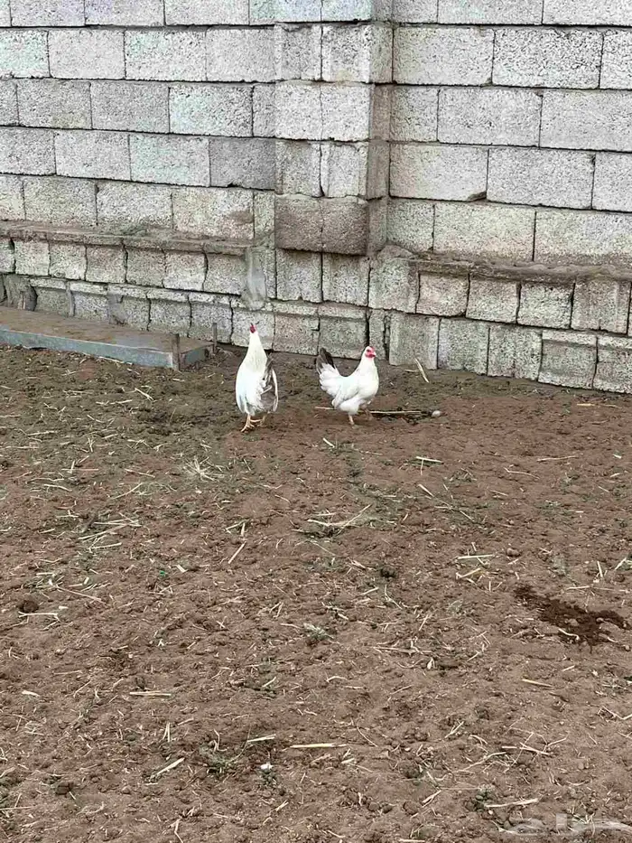 دجاج جبنيز 2