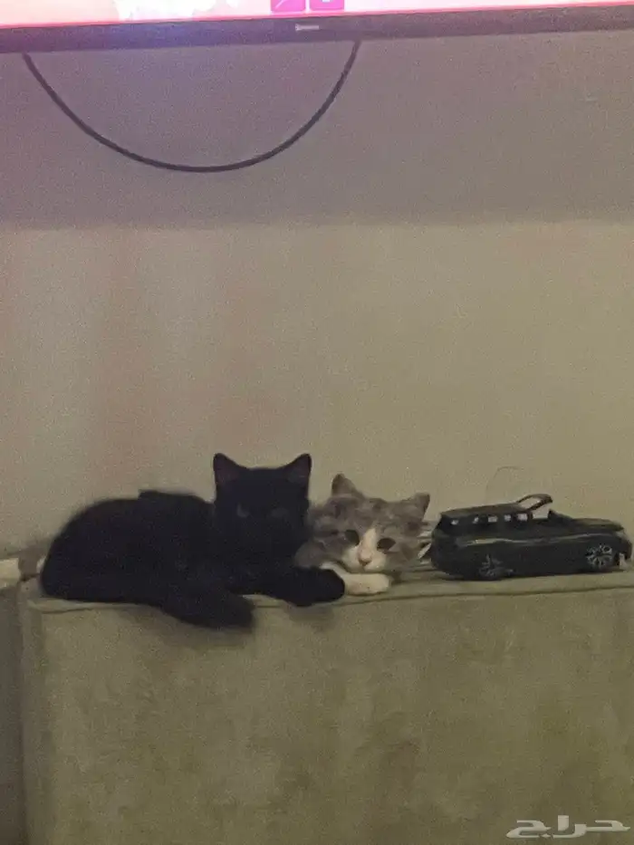 قطط ذكور ابيض واسود للتبني 1