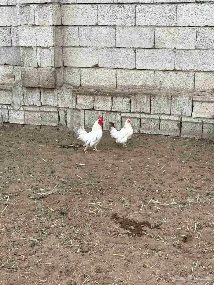 دجاج جبنيز 1