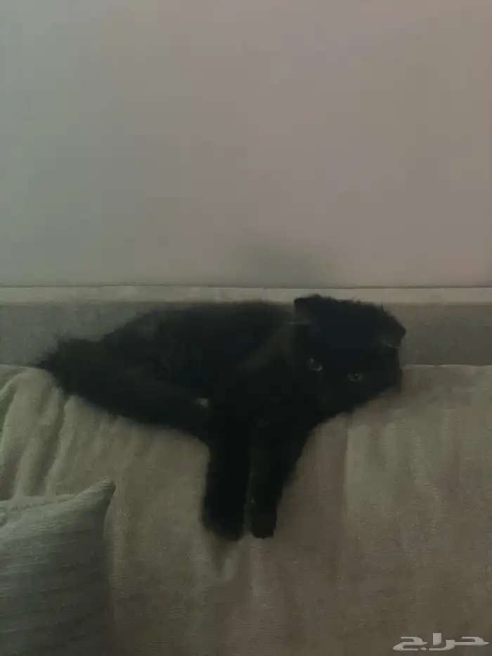 قطط ذكور ابيض واسود للتبني 0