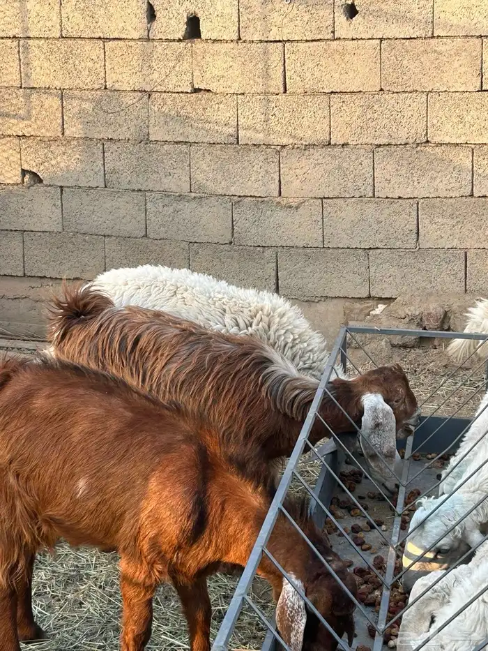 طلين للبيع 1