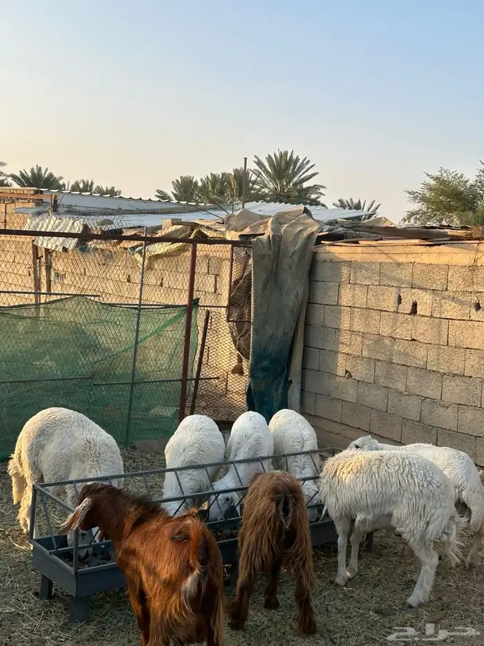 طلين للبيع 5