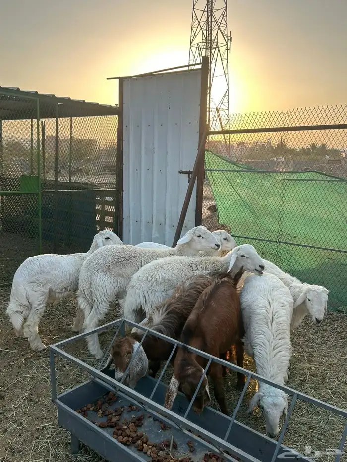 طلين للبيع 3