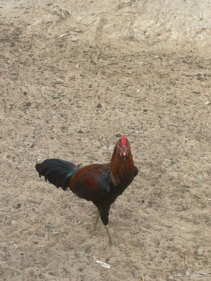 ديوكه مهجنه 2